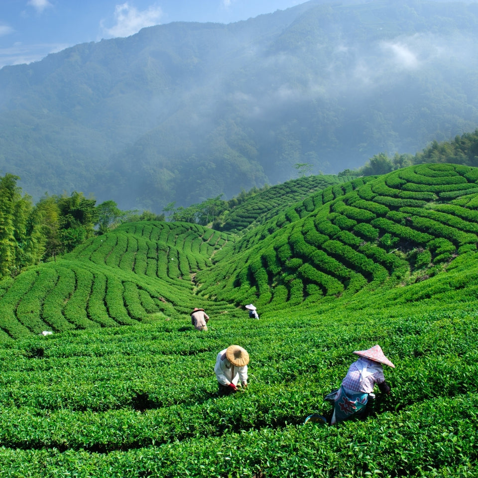 tea garden of India