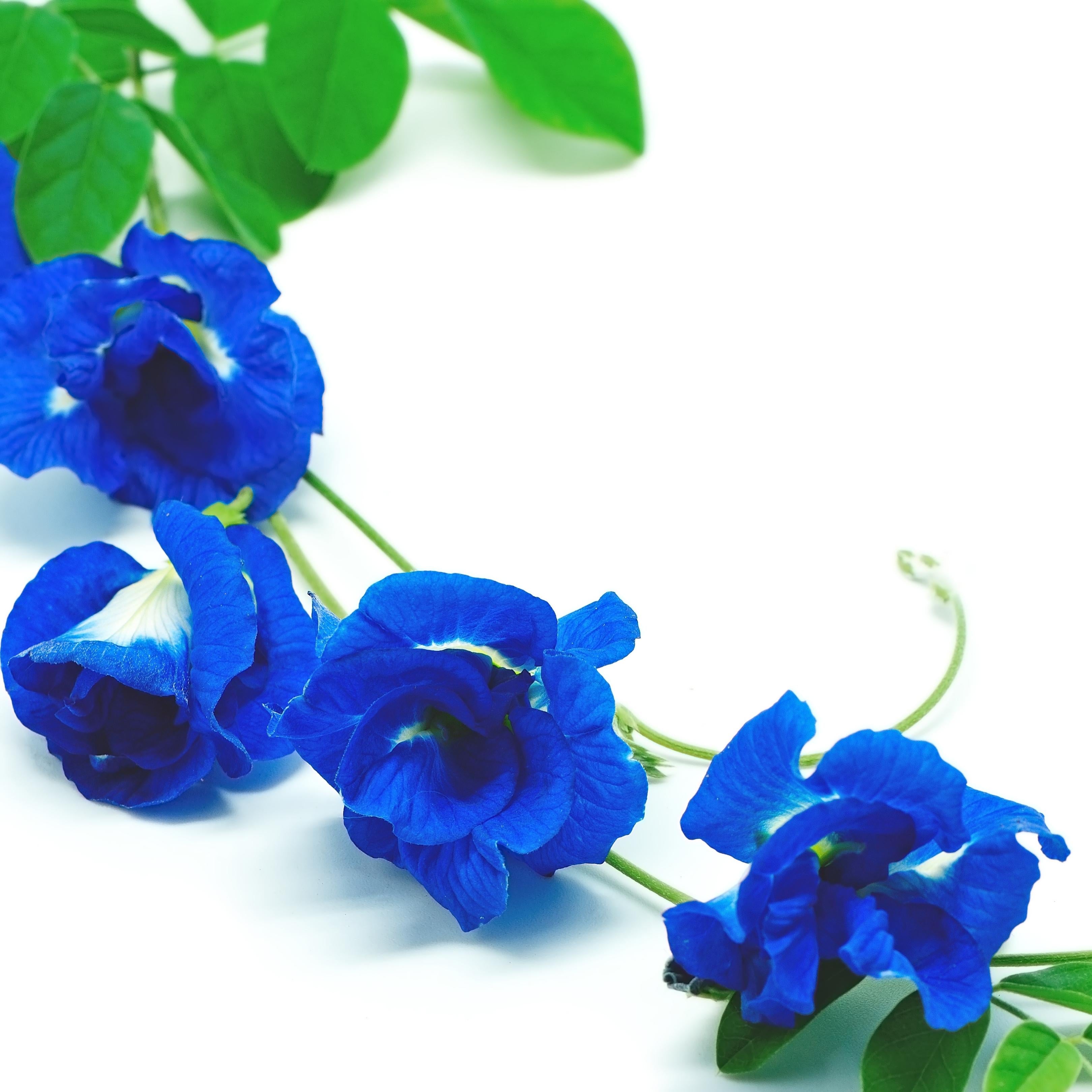 Blue Pea Flower A Miracle Herb with Benefits